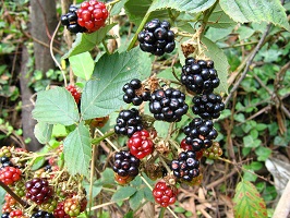 Plant withdark red and black berries surround by stalks with spikes and green leaves