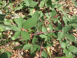 Plant with brown woody steams and clusters of green leaves