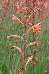 Plant with long thin stalk with long thin orange flowers