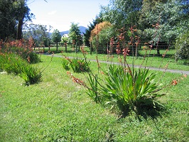 Garden showing plants with long thin green spkiey leaves at the base with green stalks topped by red flowers
