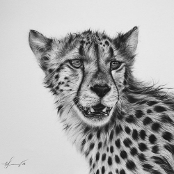 Image of an artwork called 'Hunter's Gaze' by Elena Kolotusha. The black and white charcoal drawing depicts a cheetah, portraying its spirit as well as the unique beauty of the ultimate hunter.