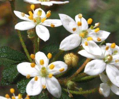 White flower