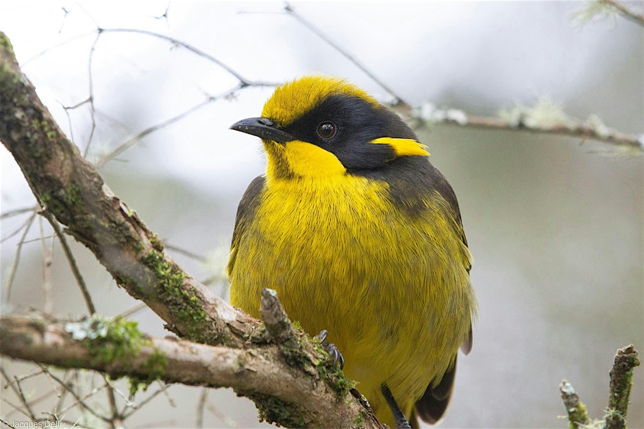 Beautiful bright yellow Helmeted Honeyeater bird sitting in a tree