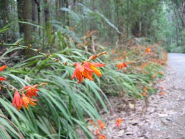 Row of plants with long and thin dark green leaves and bright red/orange flowers at the end of the long thin stalk