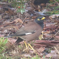 The pest Indian myna in the wild