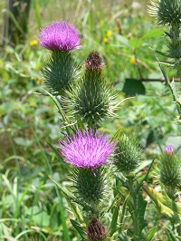 Spiky green bulb with purple thistle at top