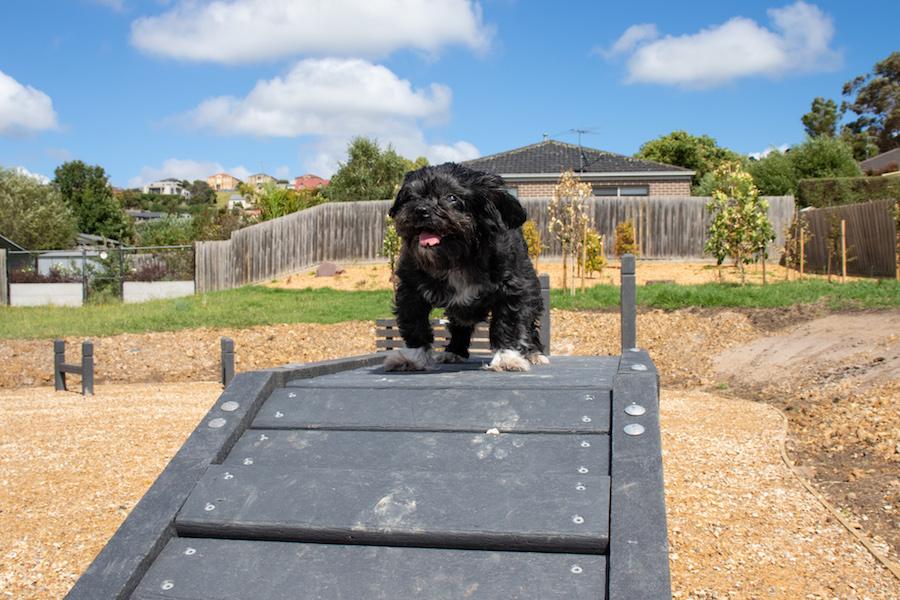 Small black dog on agility equipment bridge.