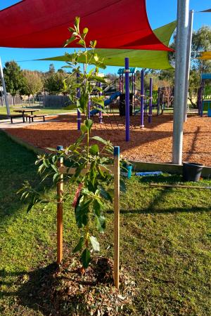 Tree planted at Don Jackson Reserve, Pakenham