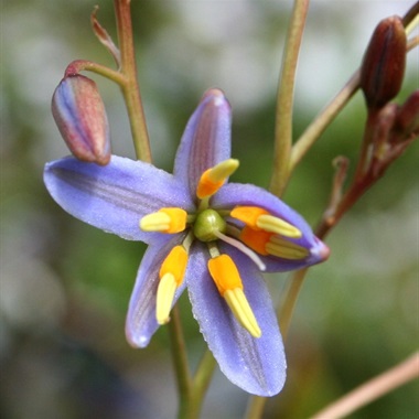 Picture of matted flax lily flower, flower is purple and yellow with five petals and seeds surrounding