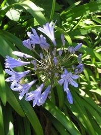 Plant with cluster of long thin purple flowers surrounded by long thin green leaves