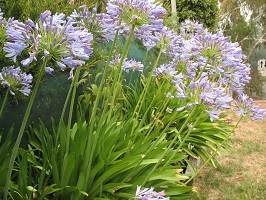 Plant with long thin green leave at base and purple flowers at the end of the long stalk