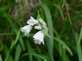 Small cluster of white flowers