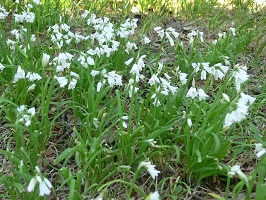 Bright green grassy plant with small white bulb flowers