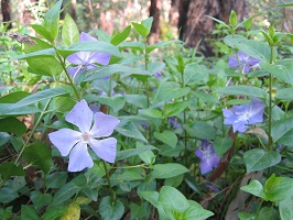 Plant with long green stalks with mid-green leaves and purple flowers