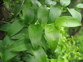 Close up of mid-green shiny leaves