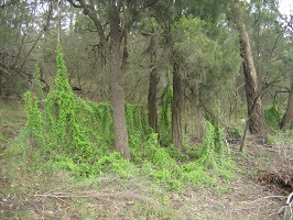 Forest with bright green creeping plant climbing over ground kindling