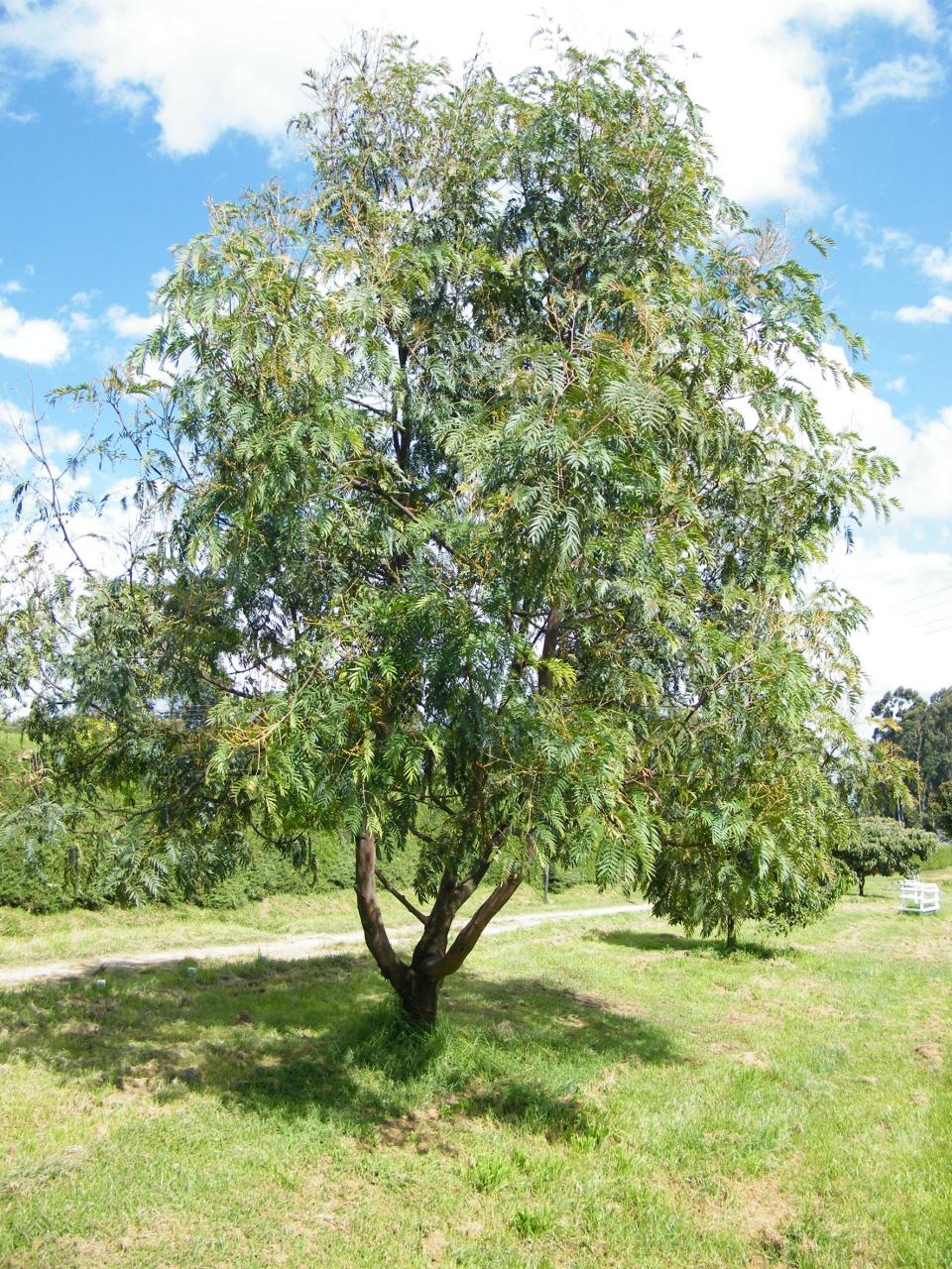 Cedar wattle tree is a medium-sized upright to spreading tree. Thick dark brown to black deeply fissured bark.