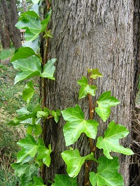 Creeping vine plant with bright green leaves growng up a tree trunk