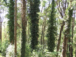 Forest with tall tree trunks covered with creeping bright green plant