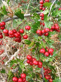 Plant with clusters of bright red berries and green leaves