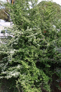 Tall plant with green leaves and spindly branches