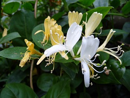 Close up of white and yellow flowers with thin stymens 
