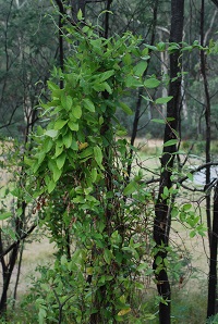 Plant with small bright green leaves creeping over a tree with strong woody trunk