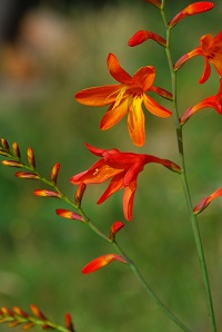 Close up of bright red and yellow flower attached to a long thin green stalk