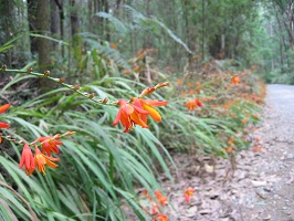 Row of plants with long and thin dark green leaves and bright red/orange flowers at the end of the long thin stalk