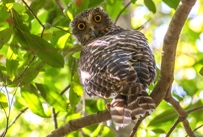 Owl sits in a tree.