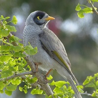 Native noisy miner in the wild