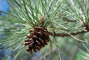 Plant with woody stalk and very thin green leaves and a brown woody cone 