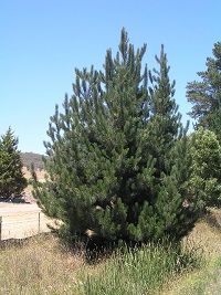 Tall bushy, rounded plant with dark green folage