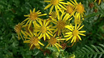 Cluster of yellow flowers with yellow centre and long thin petals