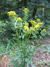 Small sparse plant with small yellow flowers at the tops of stems