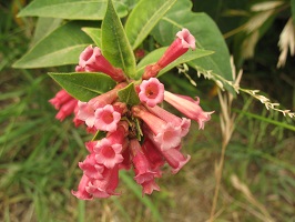 Cluster of small tubular light pink flowers