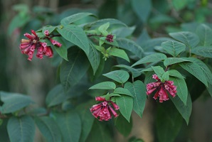 Plant with dark green leaves and clusters of dark pink tubed shaped flowers