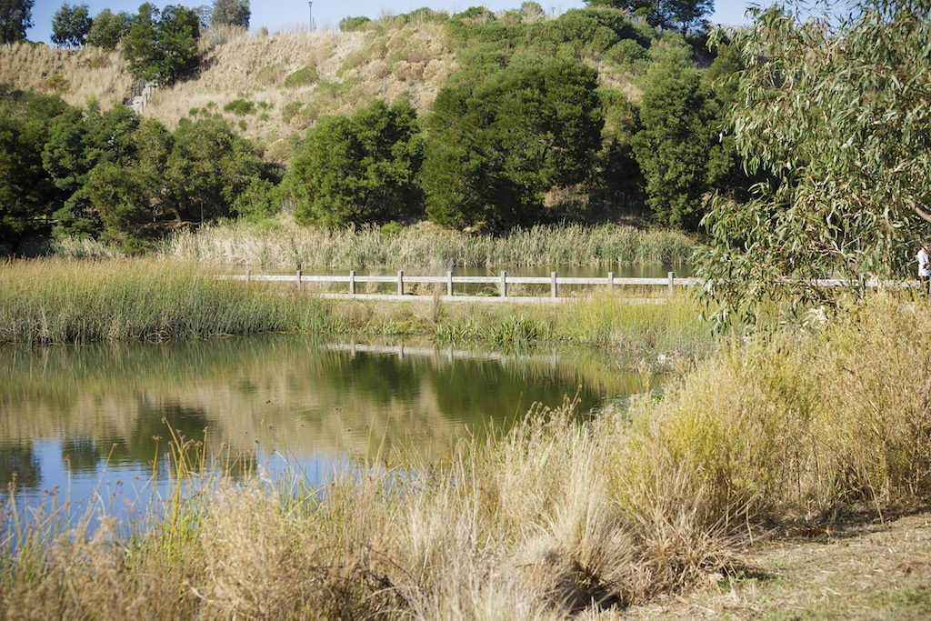 Council's wetlands in summer