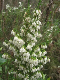 Plant covered with clusters of small tubed shaped white flowers