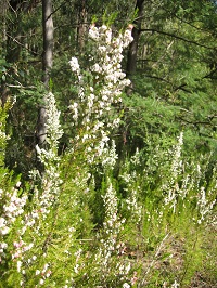 Tall plant with small green leaves and white flowers