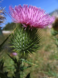 Close up of Spearthistle flower. A spiky green bulb shape with purple flower at top