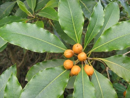 Large green leaves around cluster of small orange berries