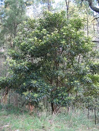 Medium sized plant with dark green foilage