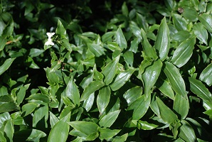 Plant with dark green and shiny leaves