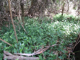 Shows low bushy plant with dark green leaves