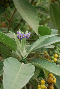 Plant with very large green leaves and a small cluster of purples flowers with yellow centres
