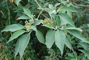 Plant with thin and long dark green leaves and tiny clusters of green and yellow berries