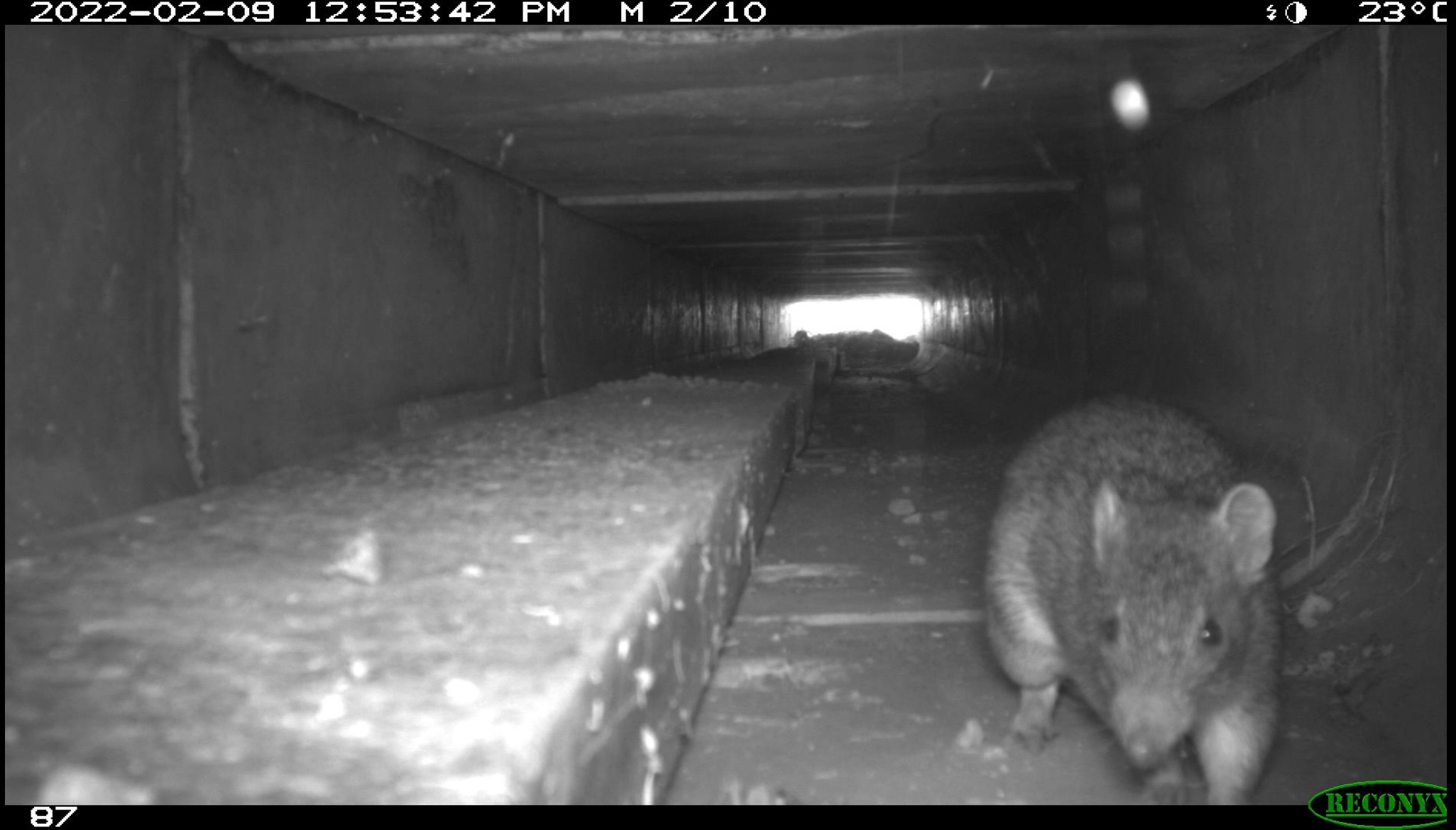 A bandicoot pictured using one of the new bandicoot crossings built under the road to help them cross safely