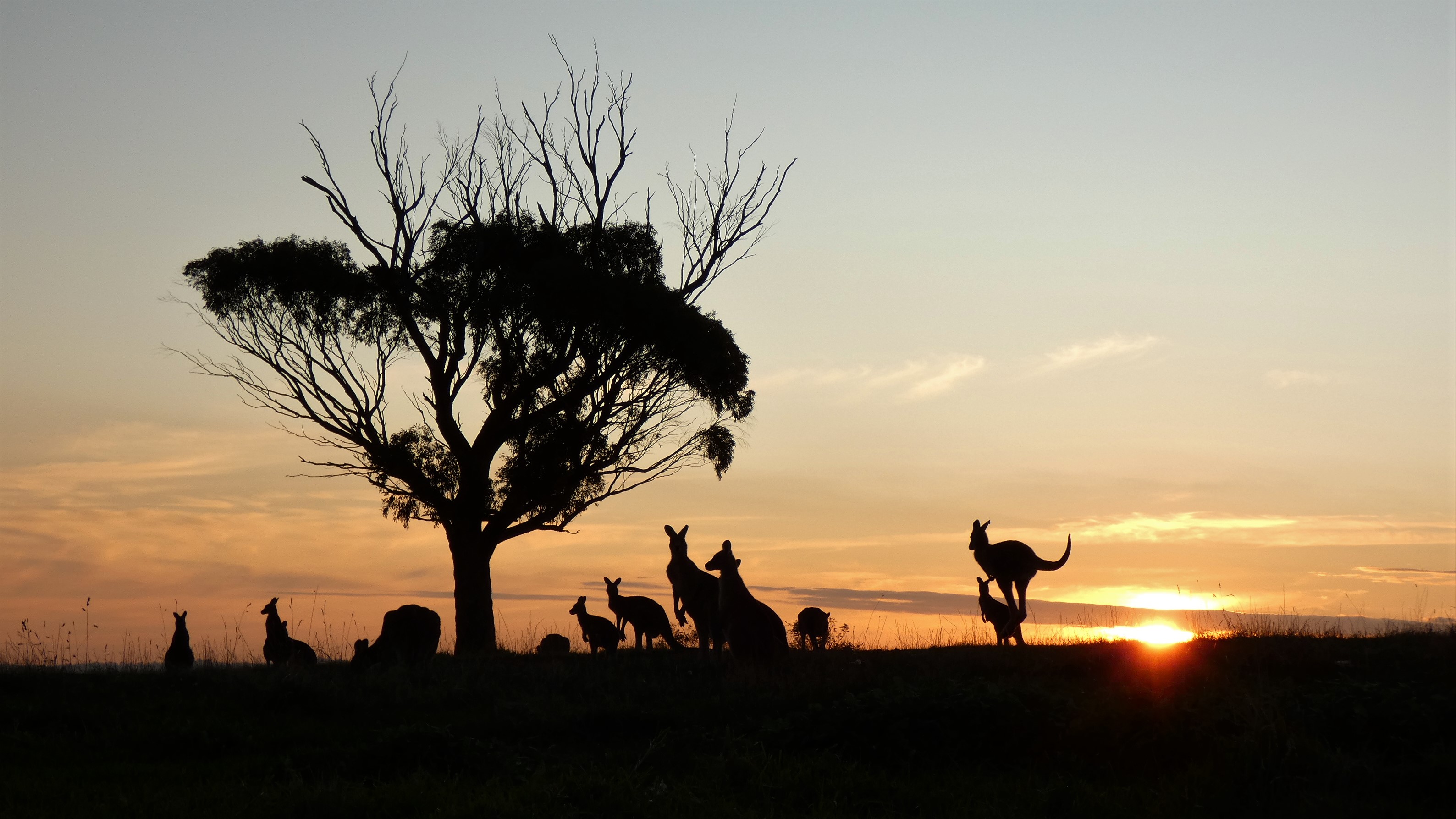 Kangaroos Gathering at Solid Drive by Inge Verstraeten
