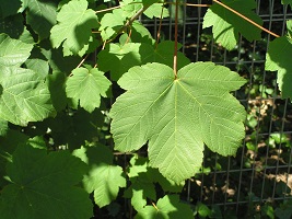 Plant with light green wide leaves